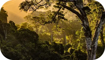 widget we want to build